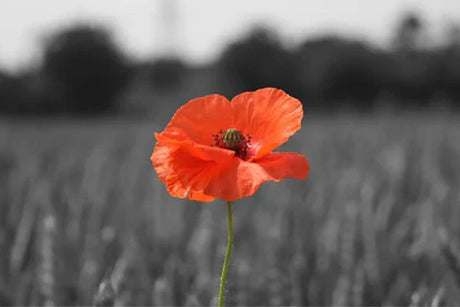 Remembrance 2020